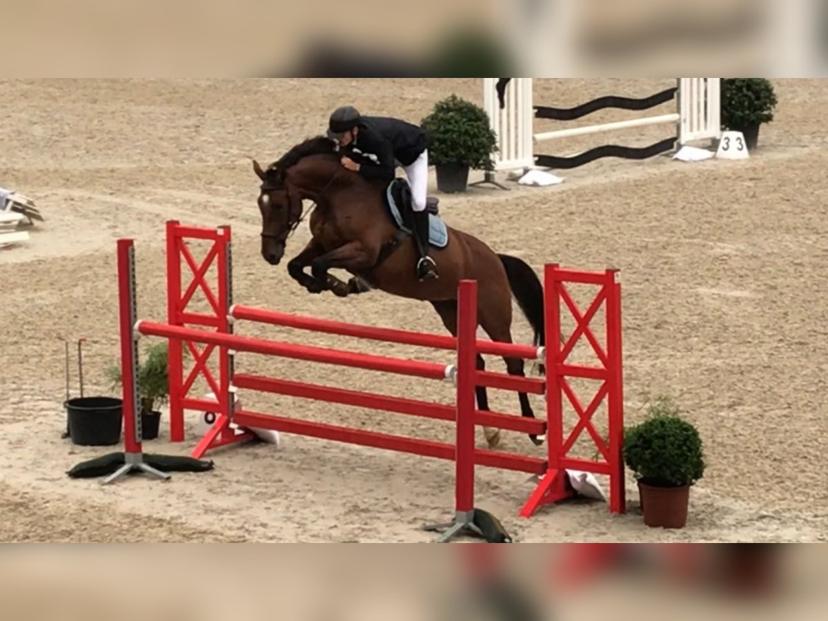 sangre caliente belga Yegua 16 años 175 cm Castaño oscuro in Heusden-Zolder