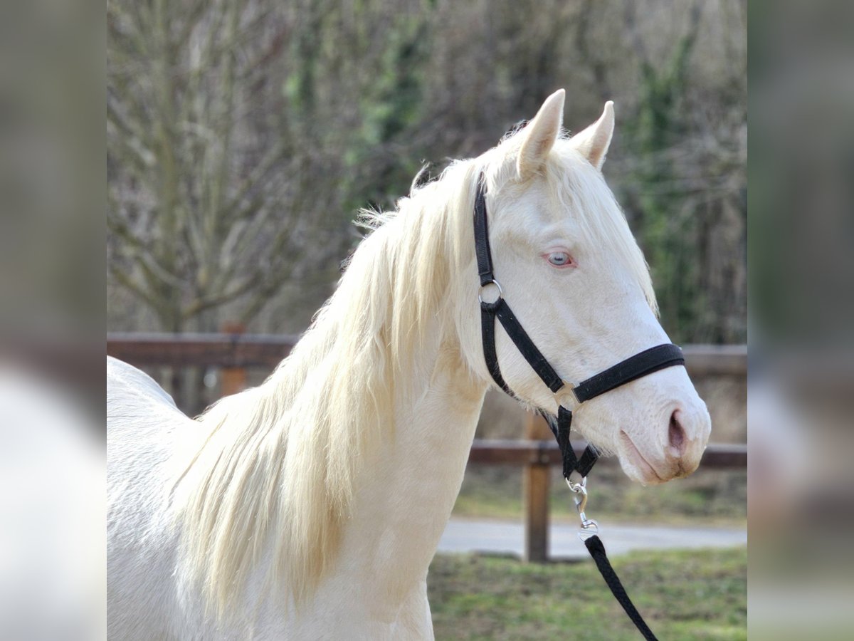 sangre caliente belga Yegua 2 años 152 cm Cremello in Visz