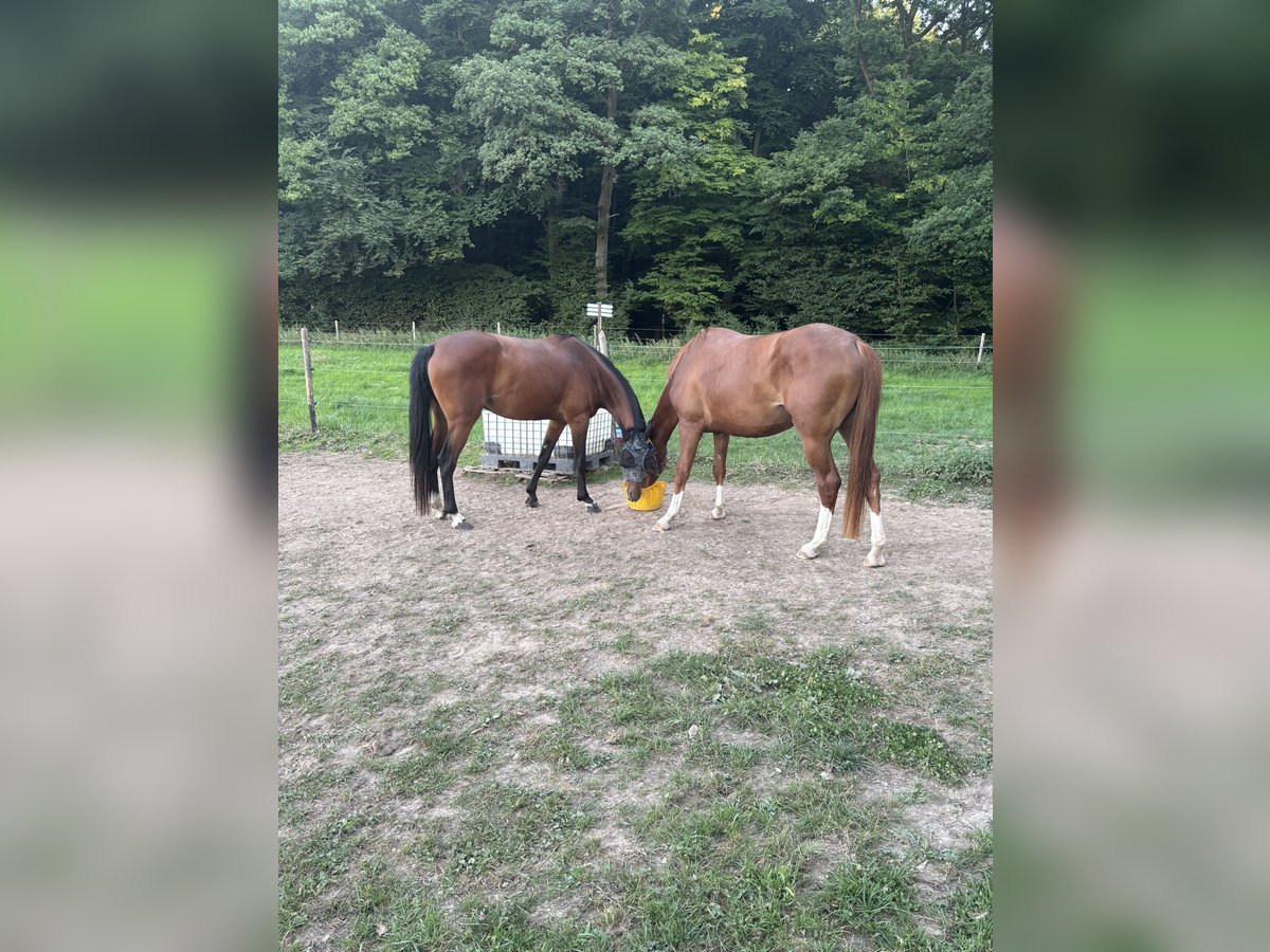 sangre caliente belga Yegua 4 años 170 cm Alazán in Wachtberg