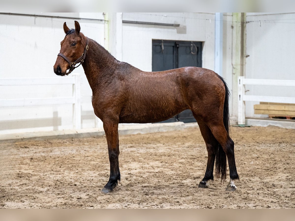 sangre caliente belga Yegua 5 años 151 cm Castaño in Bocholt