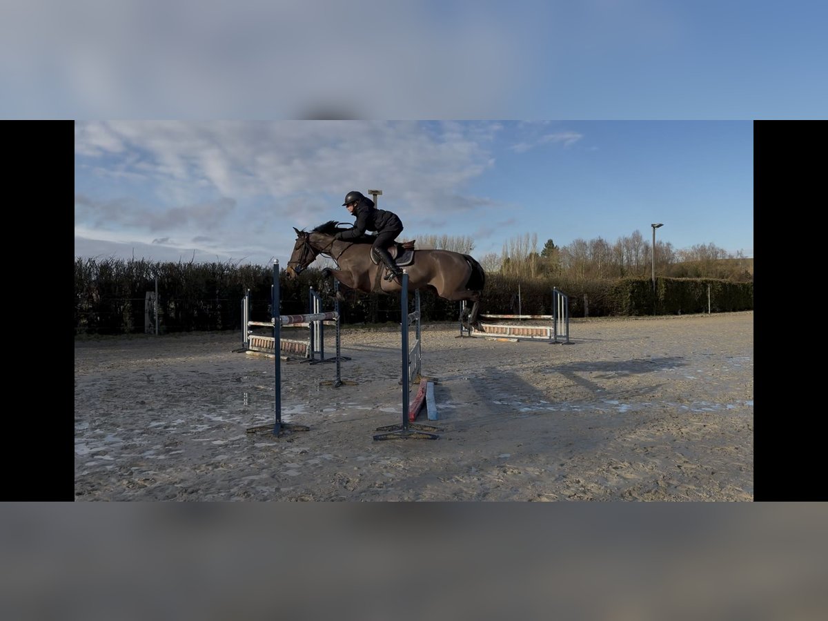 sangre caliente belga Yegua 6 años 166 cm Castaño in Cr&#xE9;quy