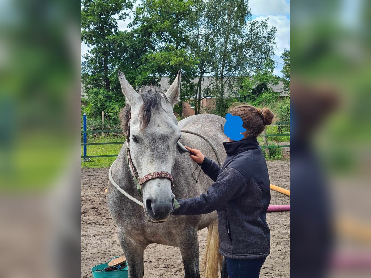 sangre caliente belga Mestizo Yegua 8 años 152 cm Musgo marrón in Nederweert-Eind