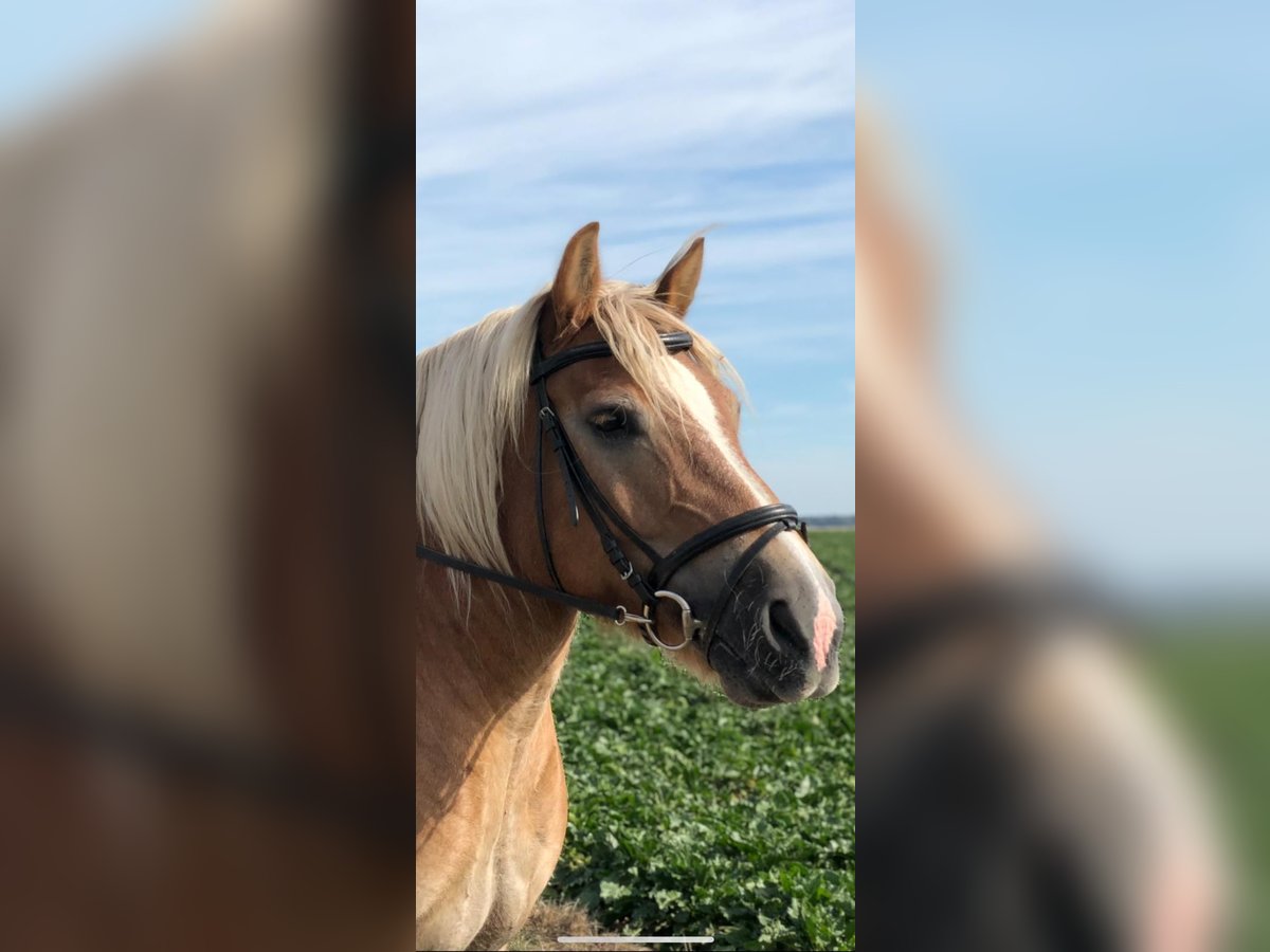 Sangre fría alemana renana Caballo castrado 18 años 155 cm Alazán in Bornheim