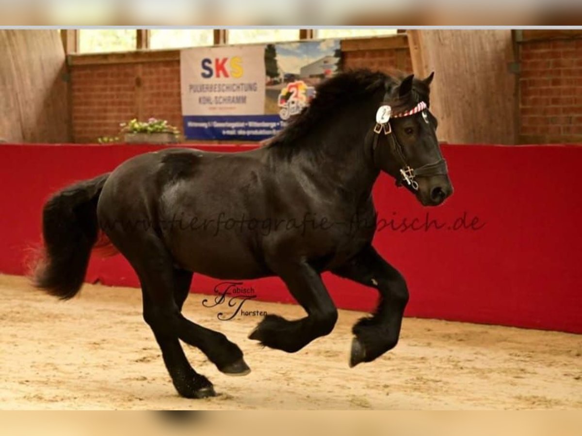 Sangre fría alemana renana Semental 2 años 166 cm Negro in Havelberg