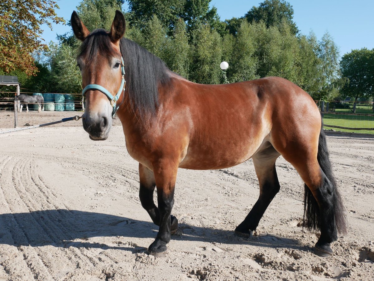 Sangre fría alemana renana Yegua 3 años 155 cm Castaño in Nijkerk