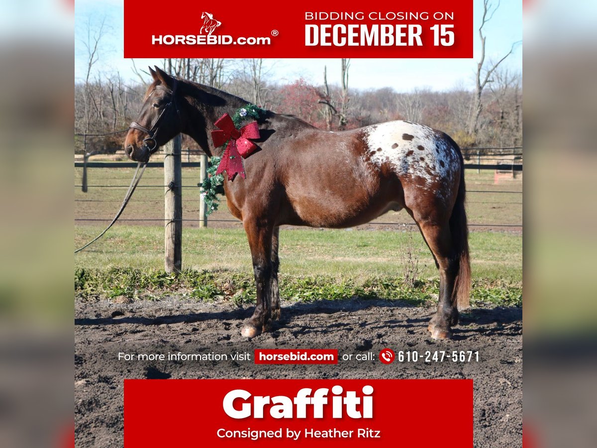 Sangre fría belga Mestizo Caballo castrado 4 años 160 cm Castaño rojizo in Perkasie