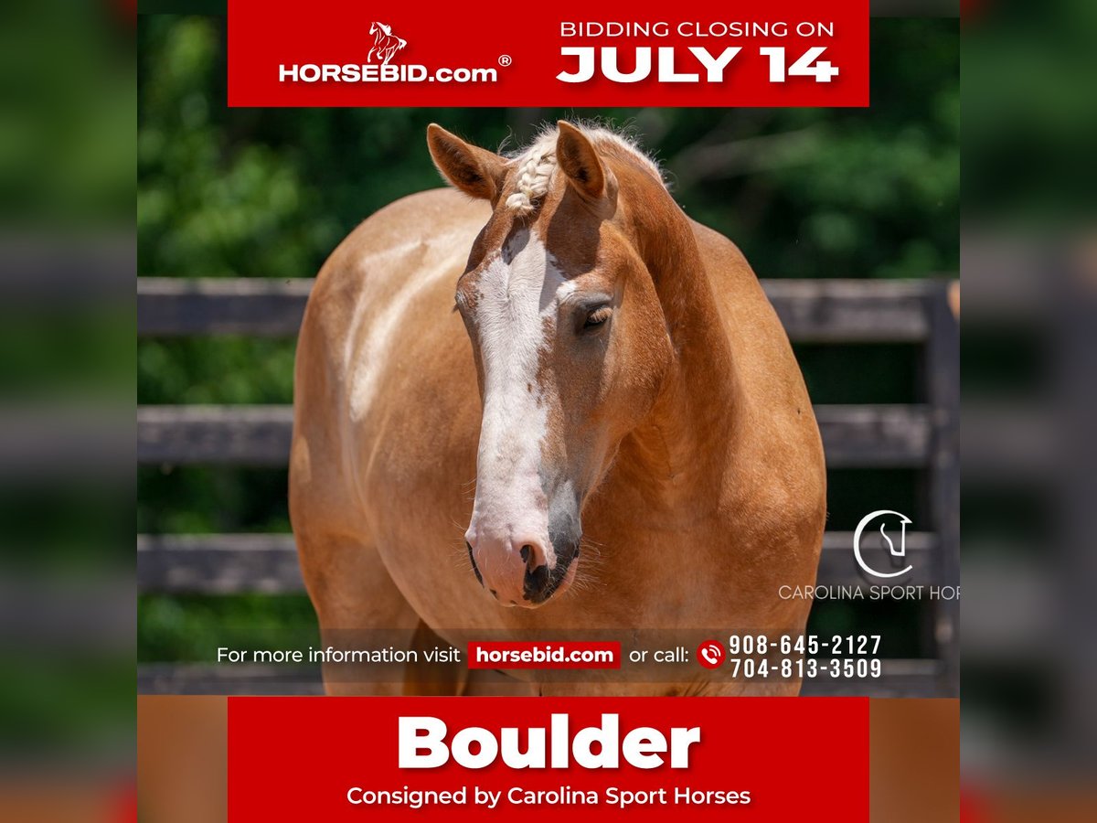Sangre fría belga Mestizo Caballo castrado 4 años 160 cm Palomino in Clover