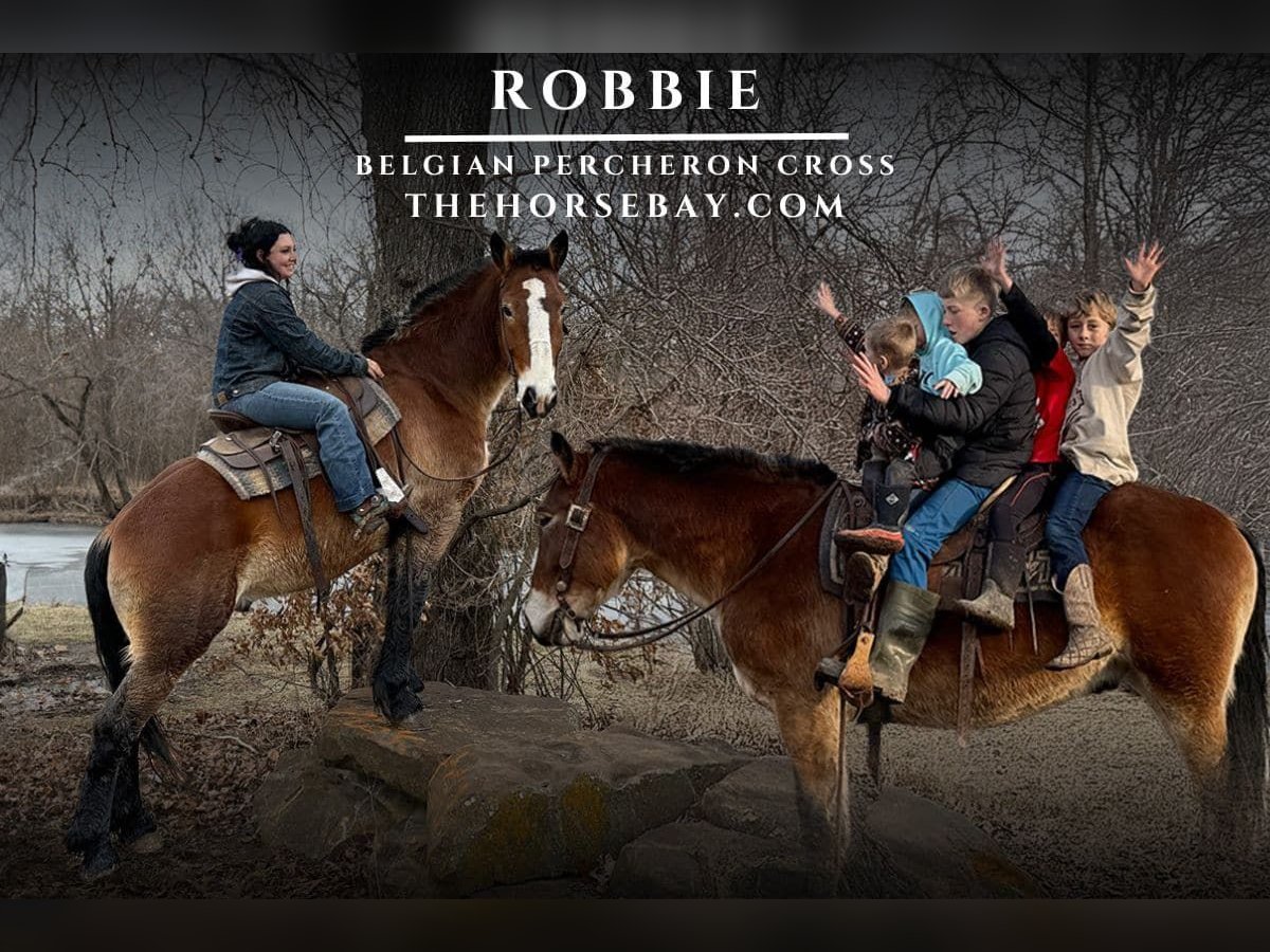 Sangre fría belga Caballo castrado 4 años 163 cm Castaño rojizo in Sheldon, MO