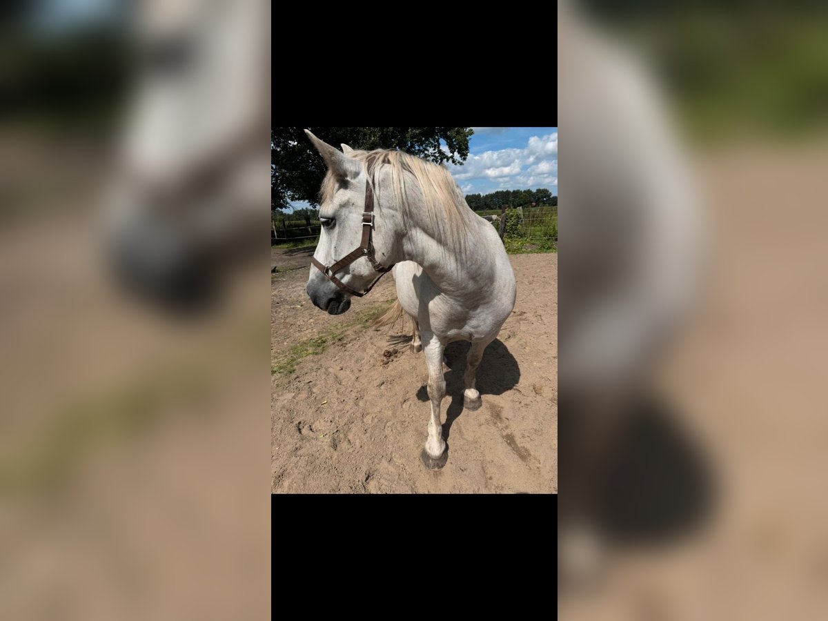 Sangre fría de Altmark Caballo castrado 19 años 139 cm Musgo marrón in Tielenhemme