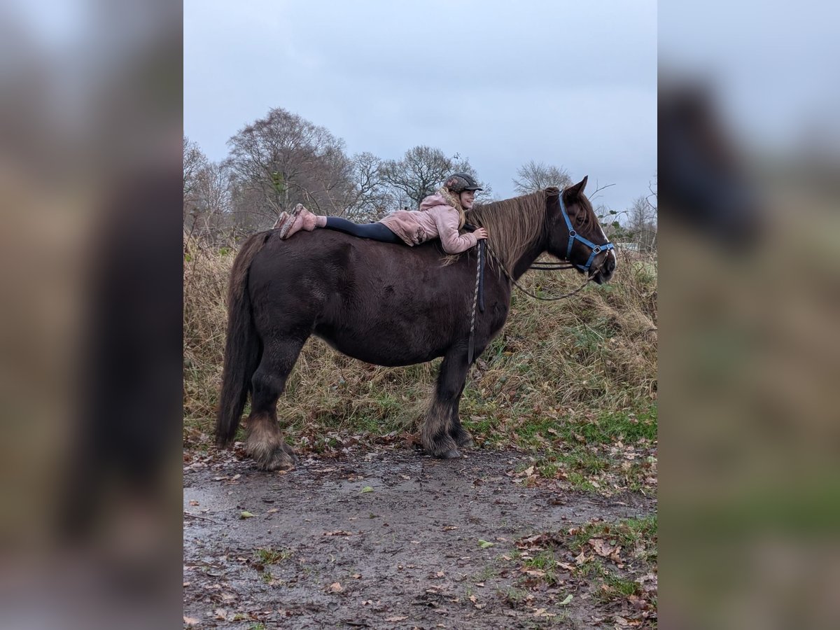 Sangre fría de Schleswig Yegua 14 años 153 cm Alazán in Bunsoh