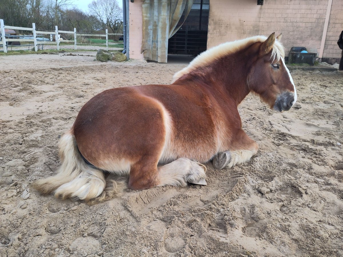 Sangre fría de Schleswig Yegua 6 años 165 cm Alazán in Heikendorf