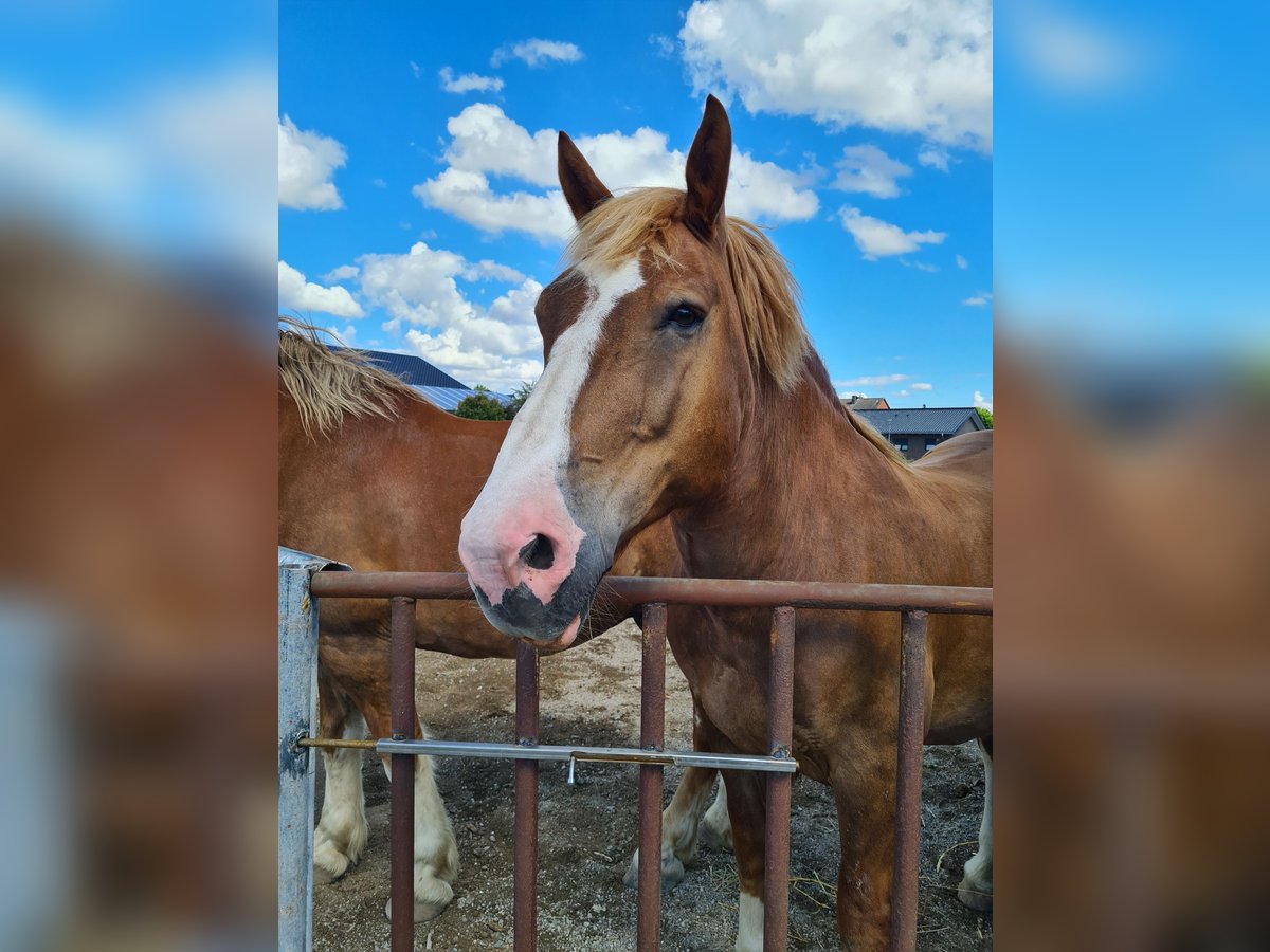 Sangre fría del sur de Alemania Caballo castrado 15 años 165 cm Alazán in Wassenberg
