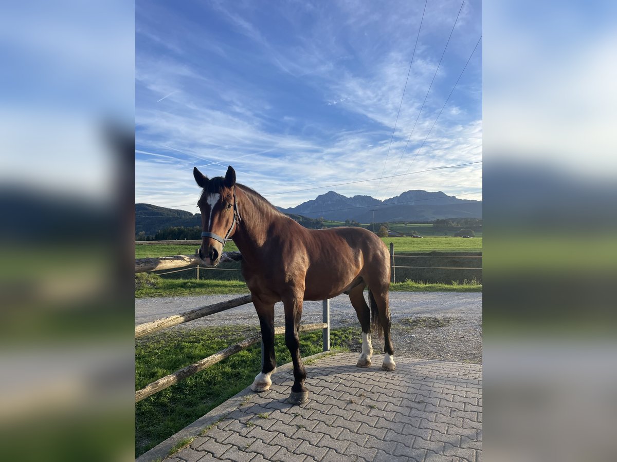 Sangre fría del sur de Alemania Caballo castrado 5 años 165 cm Castaño in Teisendorf