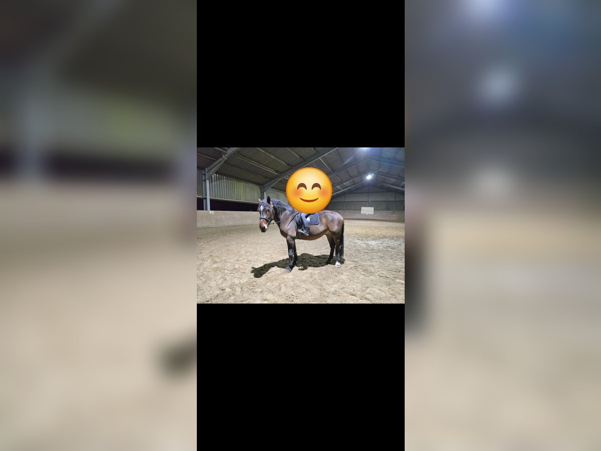 Sangre fría del sur de Alemania Caballo castrado 5 años 167 cm Castaño in Hennef