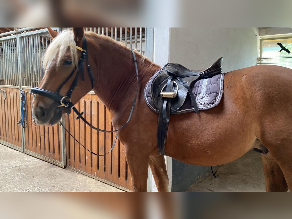 Sangre fría del sur de Alemania Caballo castrado 6 años 163 cm Alazán-tostado in Eckersdorf