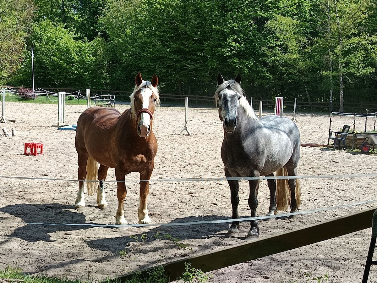 Sangre fría del sur de Alemania Caballo castrado 7 años 160 cm Alazán-tostado in Braunschweig
