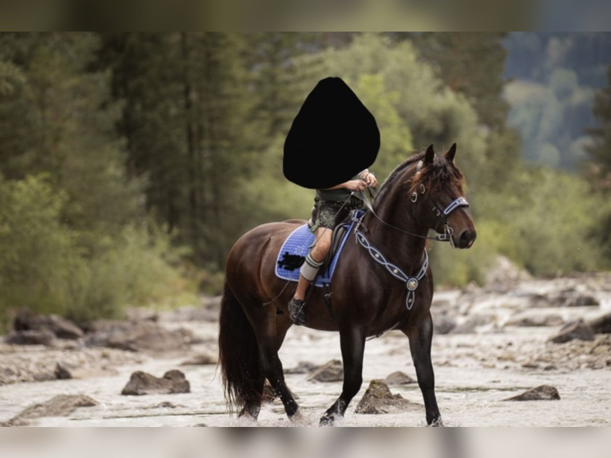 Sangre fría del sur de Alemania Caballo castrado 8 años 165 cm Castaño oscuro in Halblech