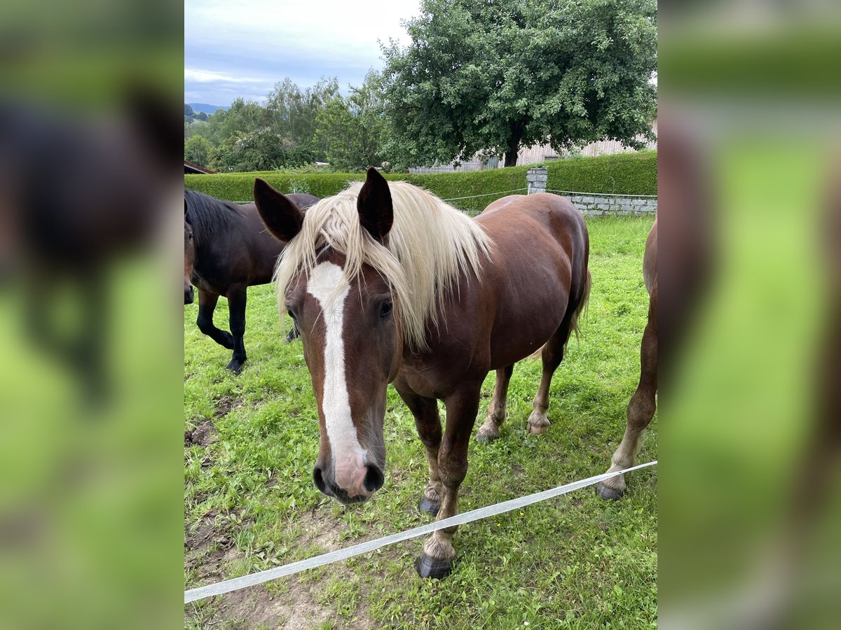 Sangre fría del sur de Alemania Semental 2 años 165 cm Alazán-tostado in Hohenwarth