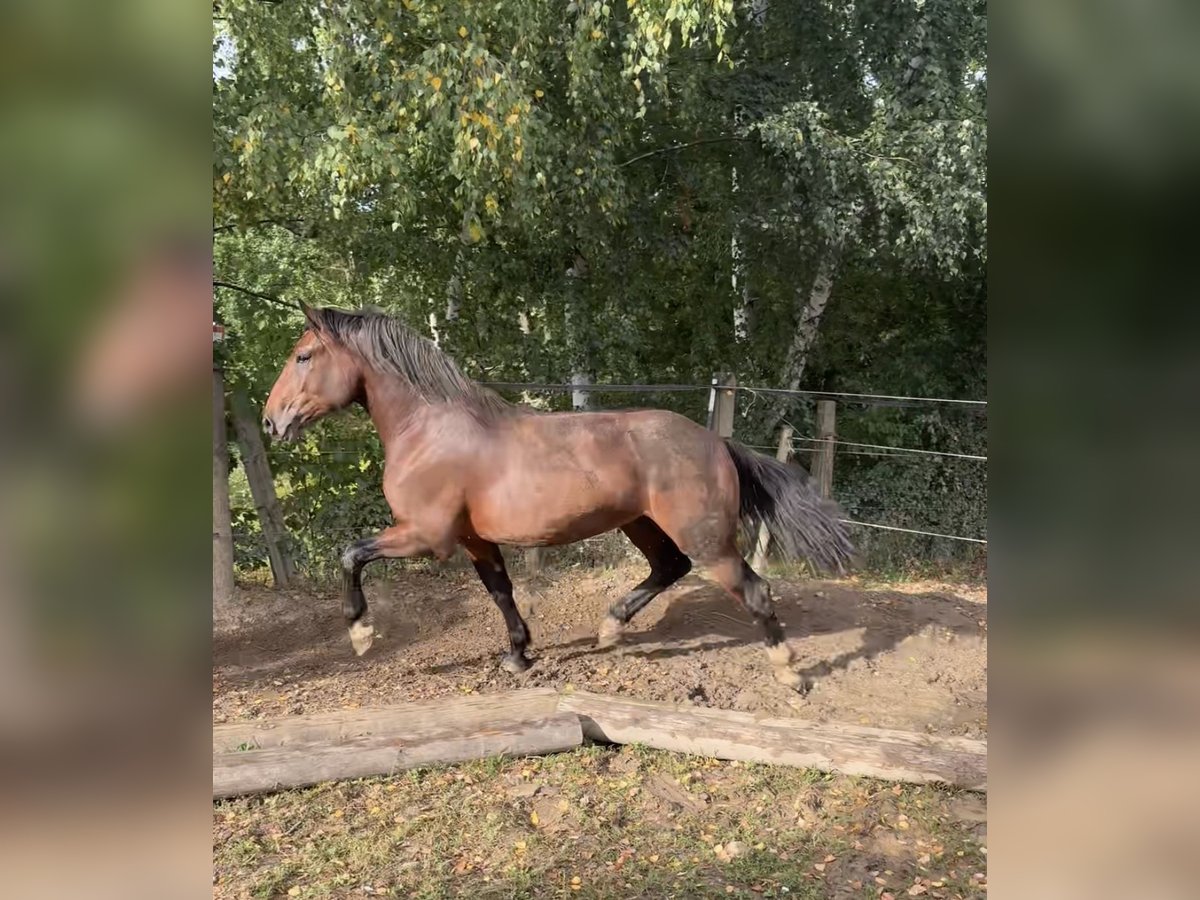 Sangre fría del sur de Alemania Semental 2 años 173 cm Castaño in Hohenwarth