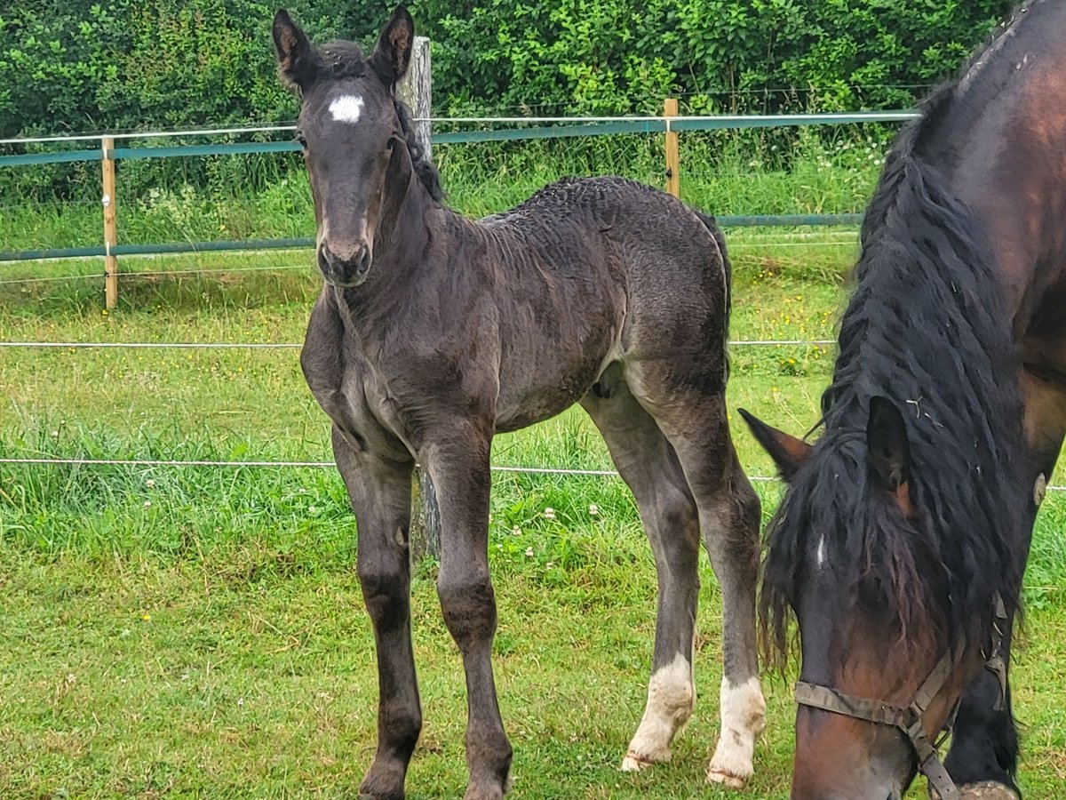 Sangre fría del sur de Alemania Semental Potro (05/2024) 168 cm Negro in Ampfing