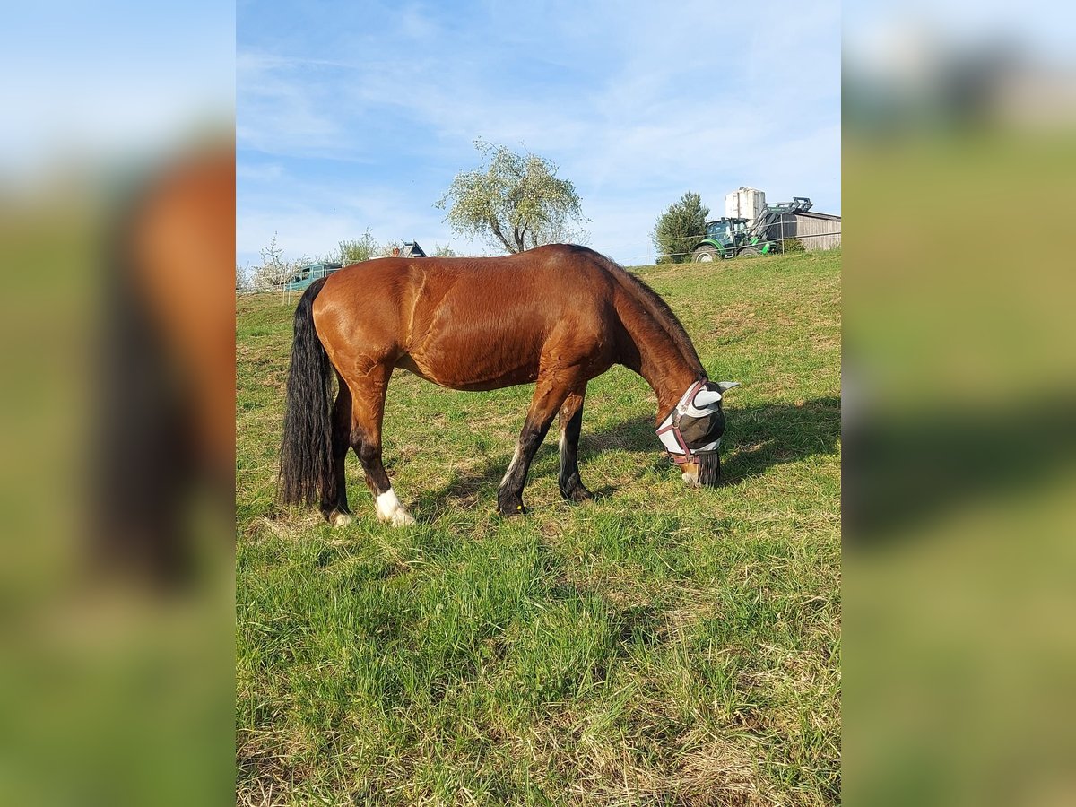 Sangre fría del sur de Alemania Yegua 18 años 165 cm Castaño in Reutlingen