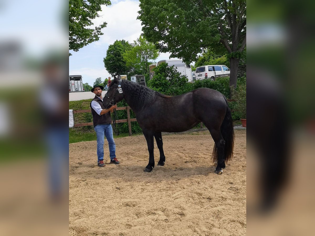 Sangre fría del sur de Alemania Yegua 5 años 160 cm Negro in Rottenbuch