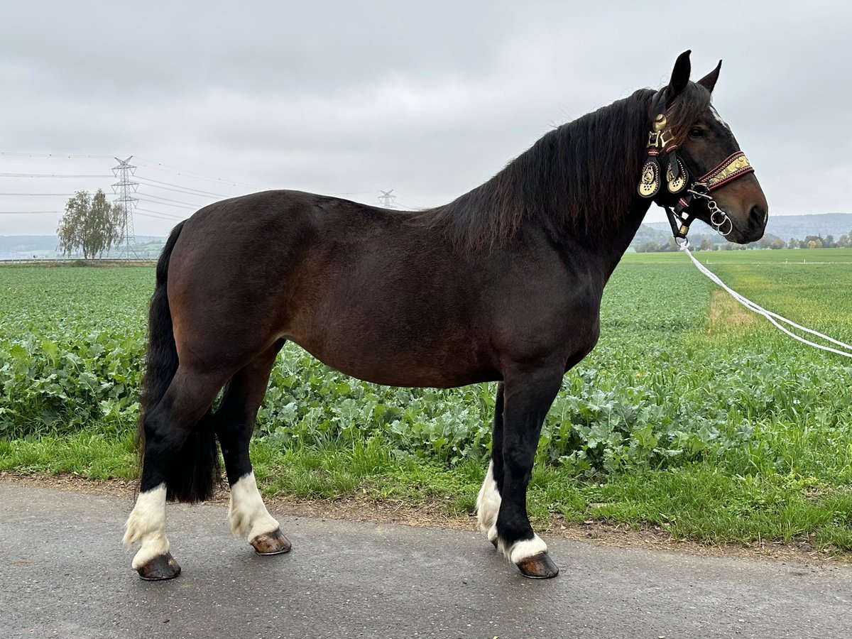 Sangre fría del sur de Alemania Yegua 7 años 170 cm Morcillo in Riedlingen