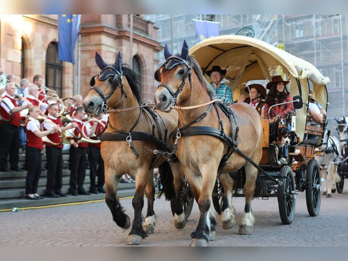 Sangre fría polaco Caballo castrado 11 años 155 cm Castaño in Oberneisen