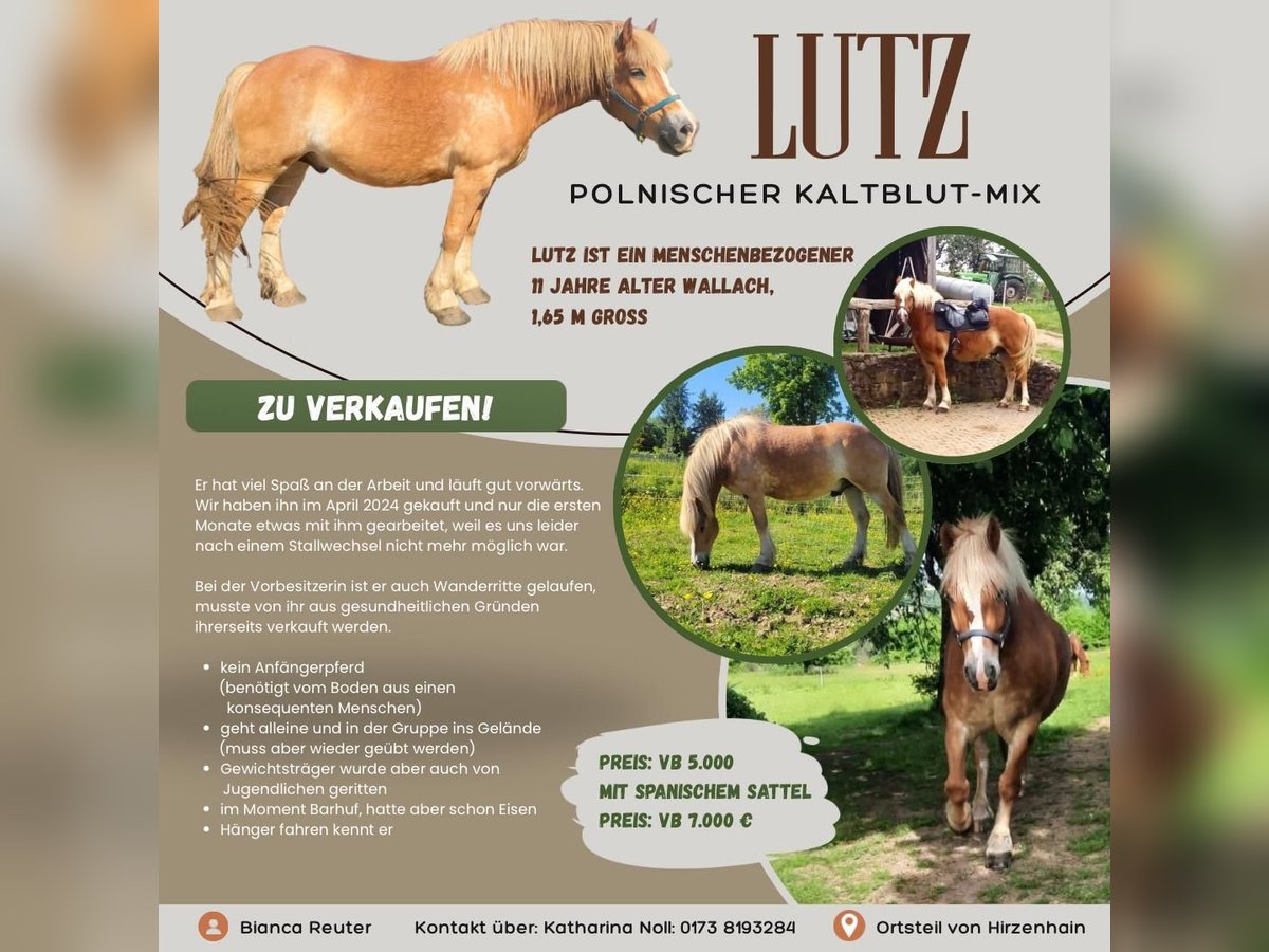 Sangre fría polaco Mestizo Caballo castrado 11 años Alazán in B&#xFC;dingen