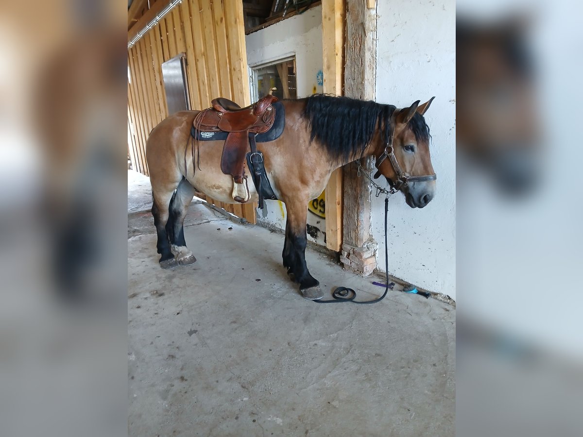 Sangre fría polaco Caballo castrado 12 años 158 cm Castaño in Pilsting