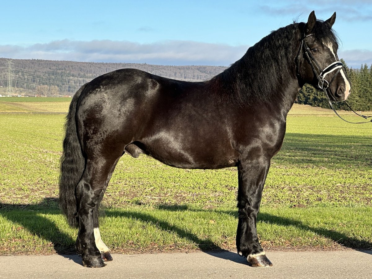 Sangre fría polaco Caballo castrado 4 años 160 cm Negro in Riedlingen