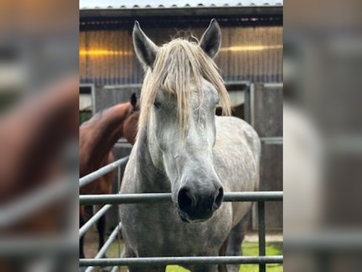 Sangre fría polaco Caballo castrado 5 años 170 cm Tordo rodado in Strande