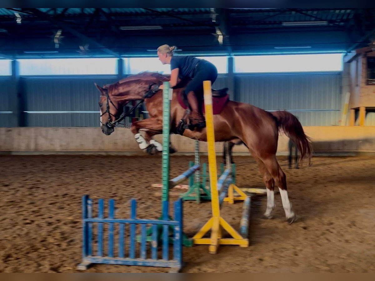 Sangre fría polaco Caballo castrado 5 años 175 cm in Vilnius