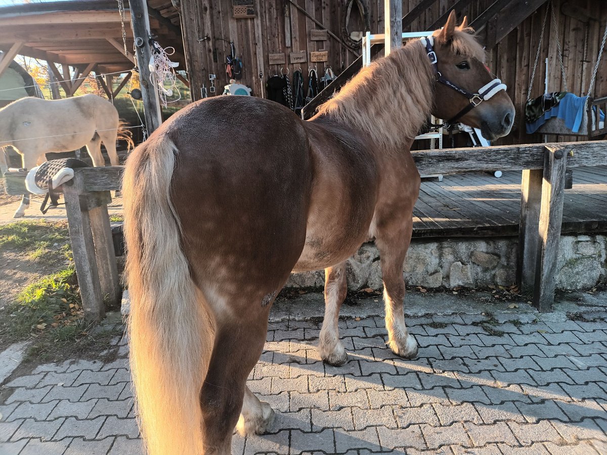Sangre fría polaco Caballo castrado 7 años 155 cm Alazán in Ascha