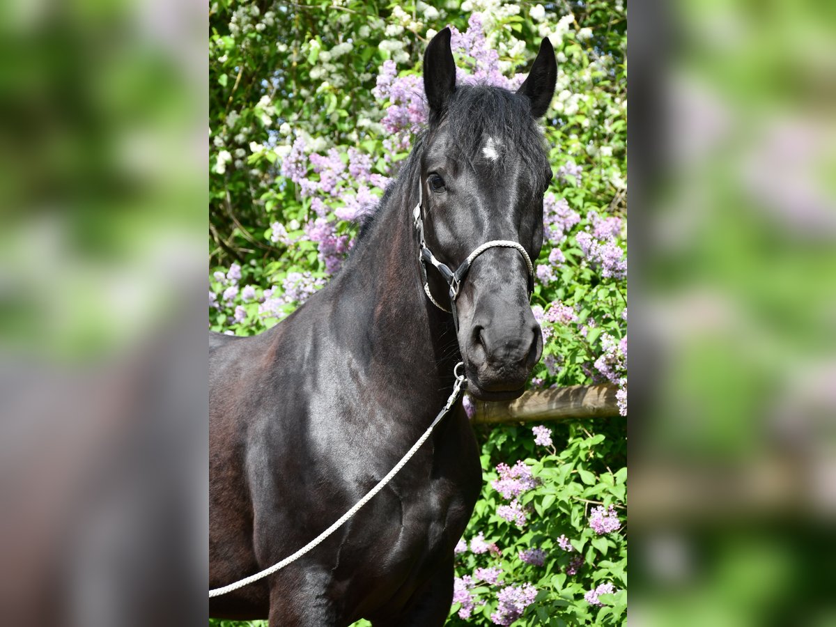 Sangre fría polaco Caballo castrado 7 años 160 cm Negro in Seeheim-Jugenheim