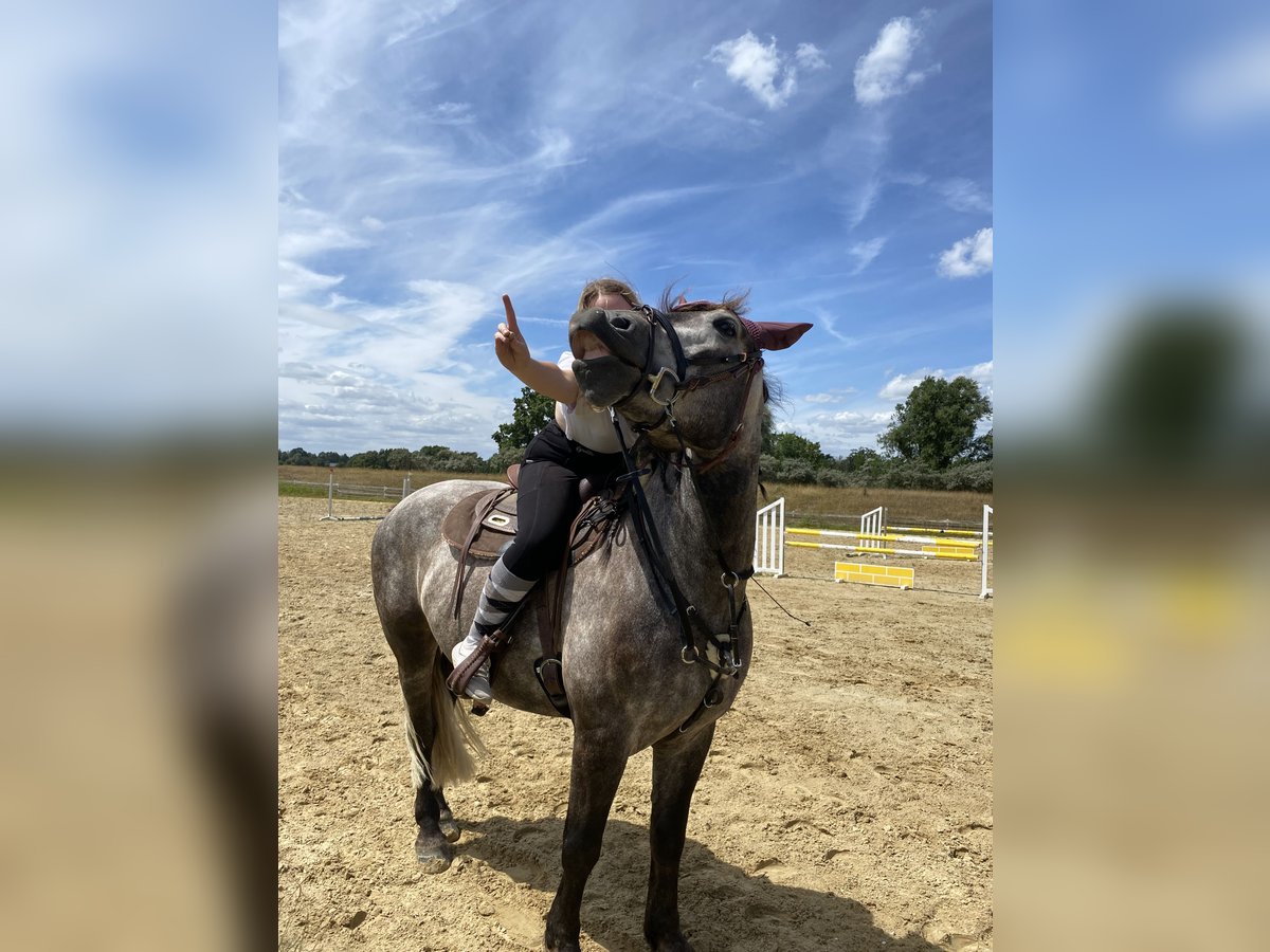 Sangre fría polaco Caballo castrado 8 años 159 cm Tordo in Borna