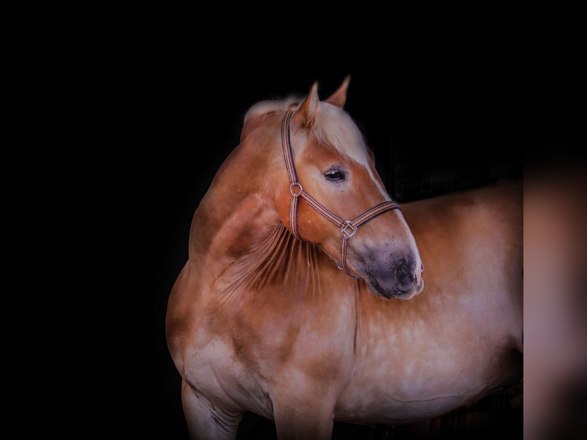 Sangre fría polaco Caballo castrado 9 años 156 cm in Zeitz