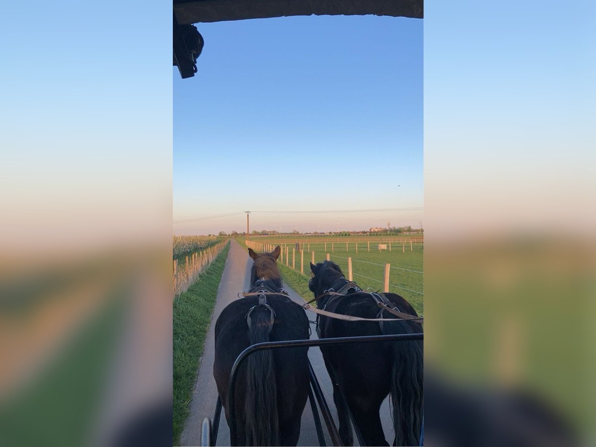 Sangre fría polaco Caballo castrado 9 años 161 cm Negro in Willich