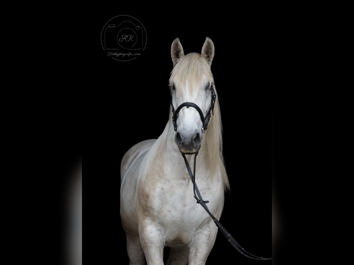 Sangre fría polaco Caballo castrado 9 años 165 cm Tordo in Wangerland Hohenkirchen