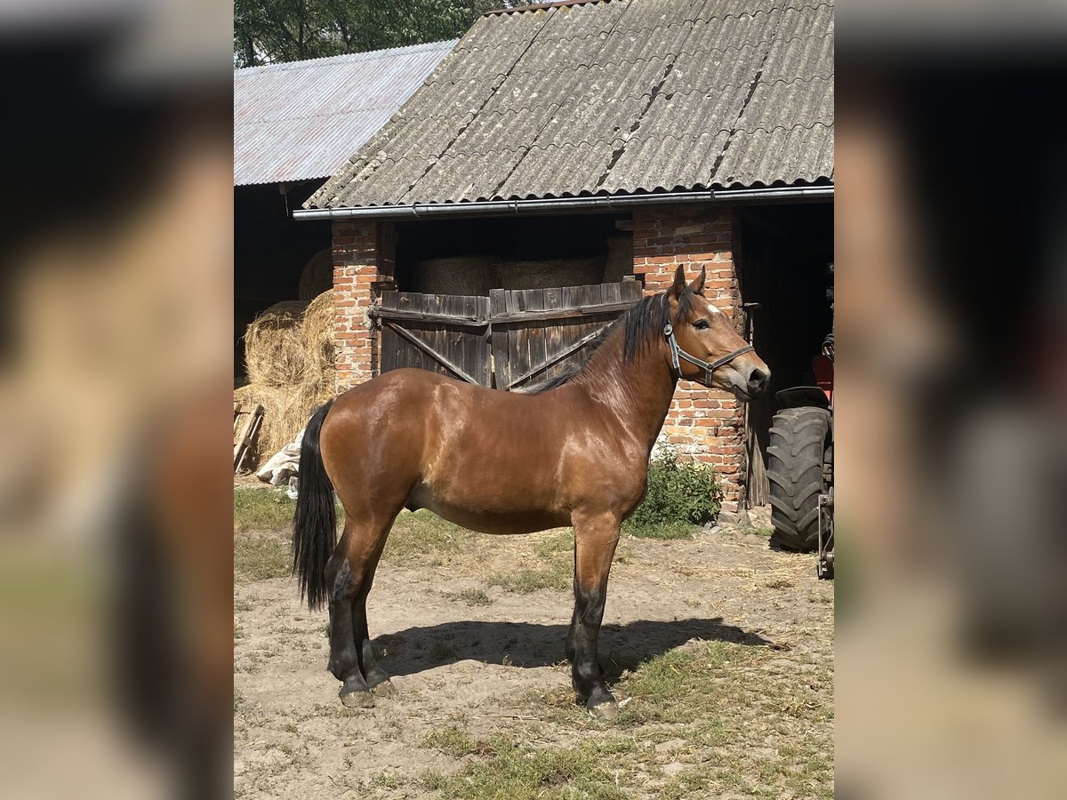Sangre fría polaco Mestizo Semental 1 año 160 cm Castaño rojizo in &#x141;adzy&#x144;
