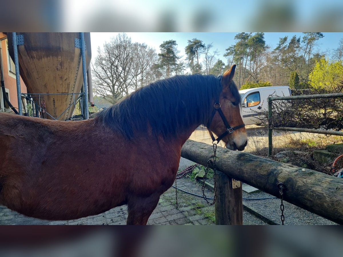 Sangre fría polaco Yegua 15 años 165 cm Castaño in Muldestausee