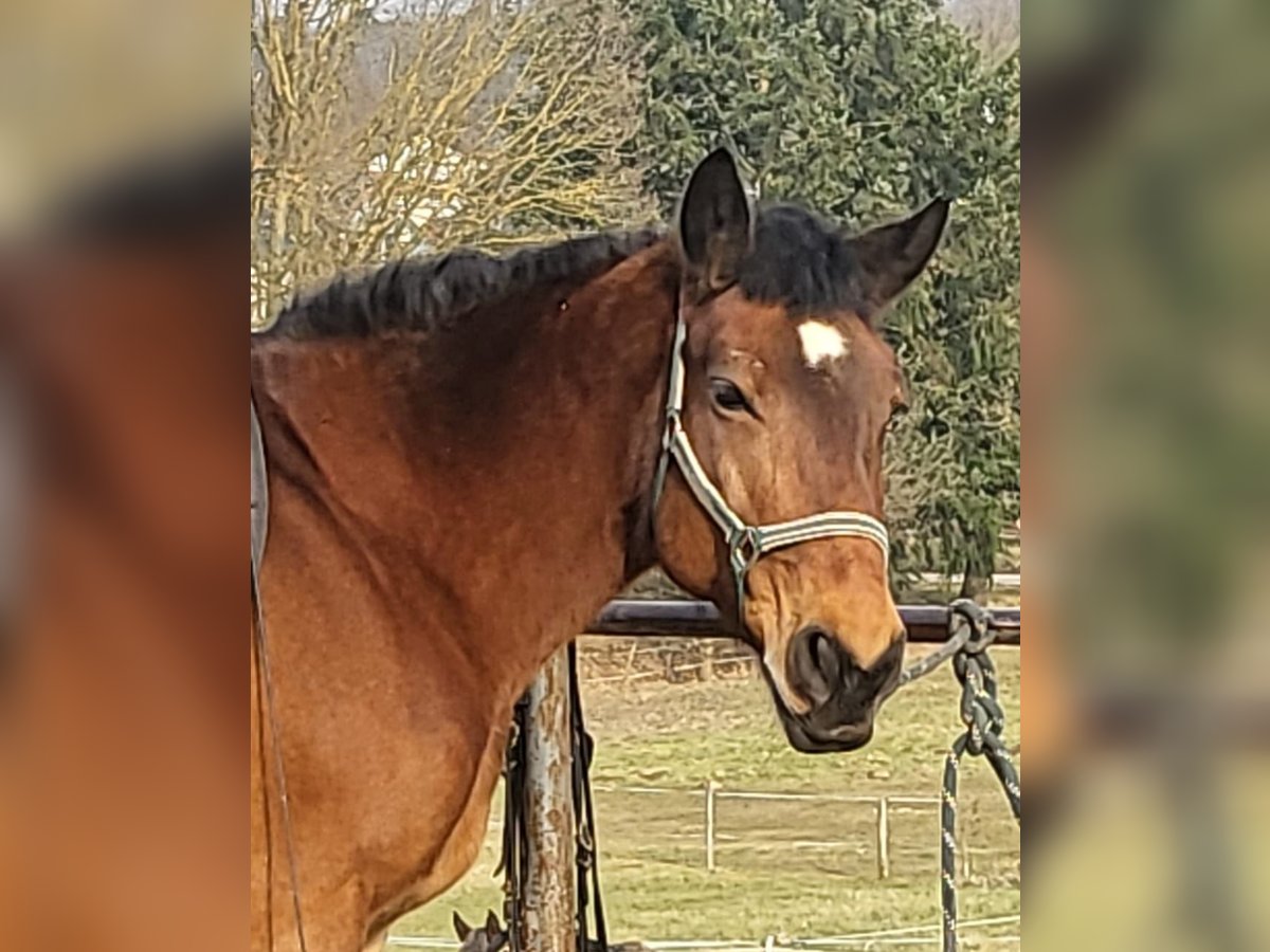 Sangre fría polaco Yegua 16 años 160 cm Castaño in Maulbronn