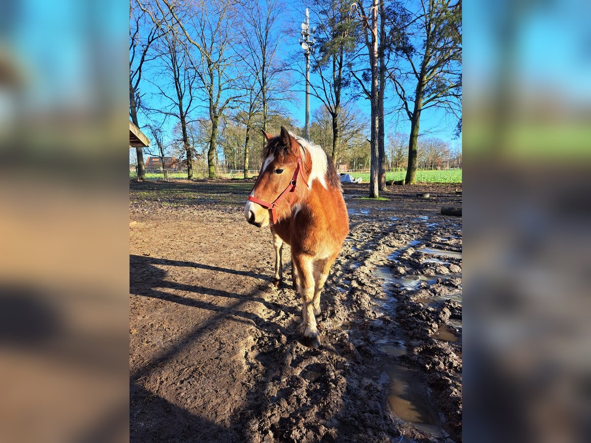 Sangre fría polaco Yegua 1 año 145 cm Pío in Petershagen