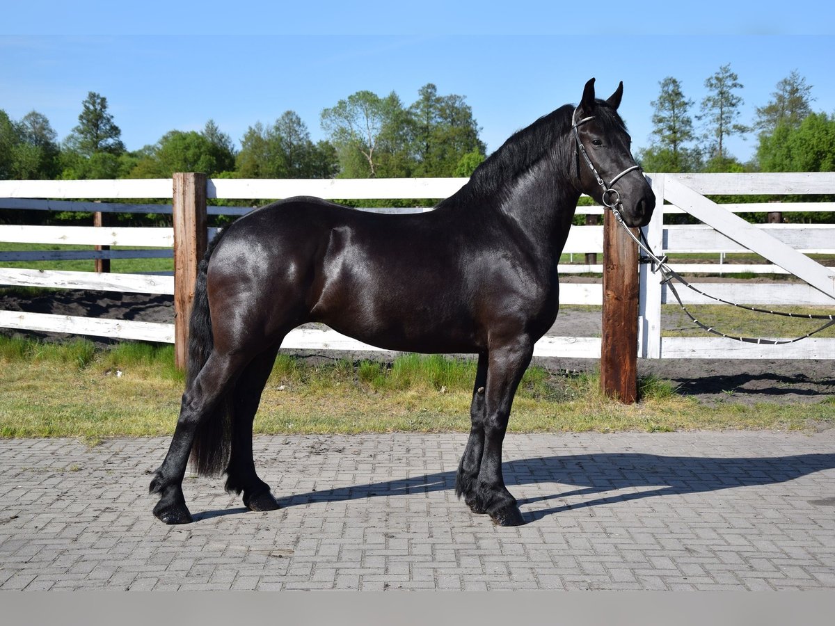 Sangre fría polaco Mestizo Yegua 3 años 155 cm Negro in Chełmno