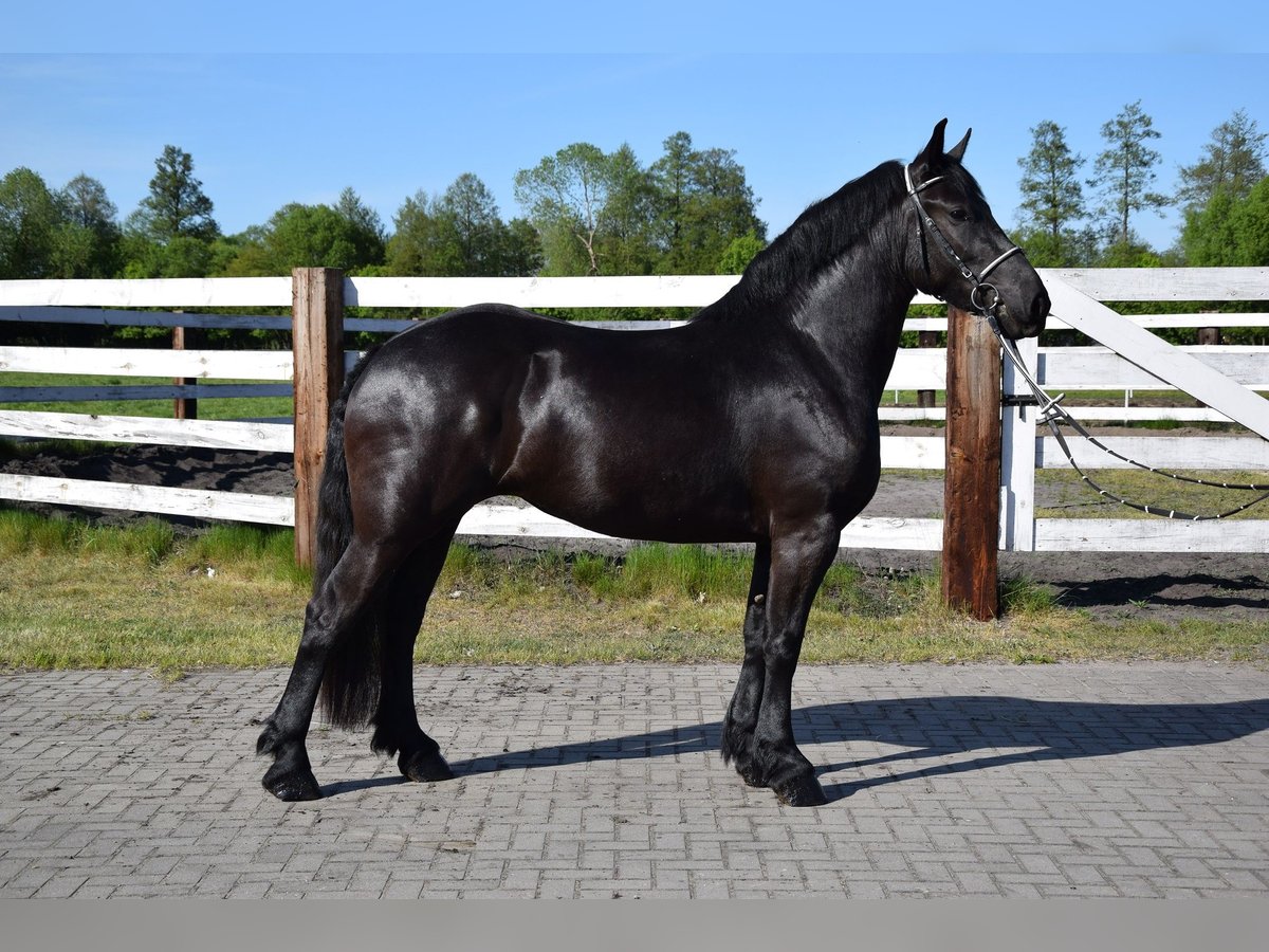 Sangre fría polaco Yegua 3 años 155 cm Negro in Che&#x142;mno