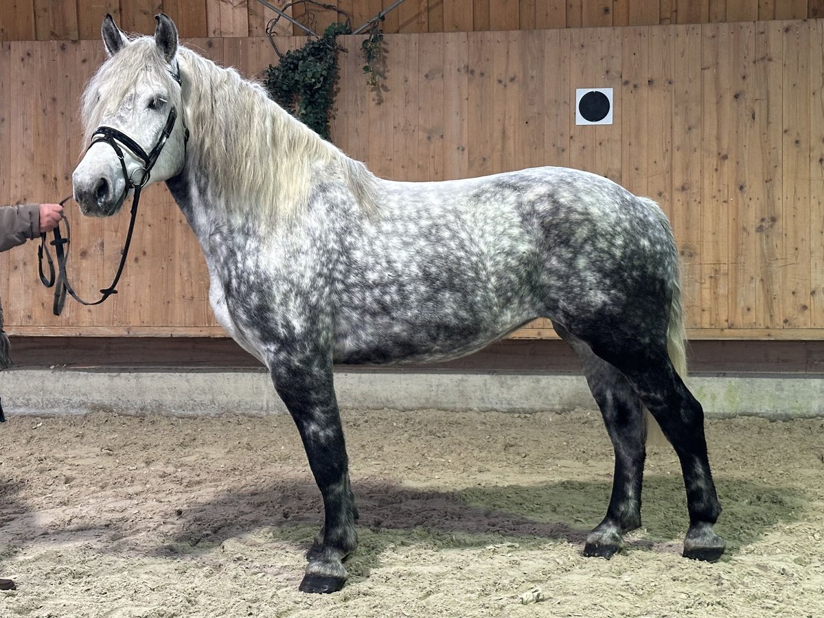 Sangre fría polaco Mestizo Yegua 6 años 160 cm Tordo rodado in Riedlingen