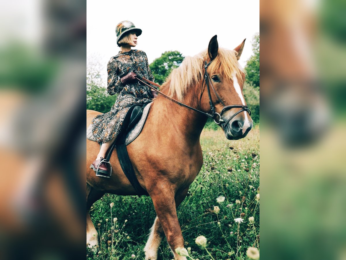 Sangre fría polaco Mestizo Yegua 8 años 163 cm Alazán in Gründau