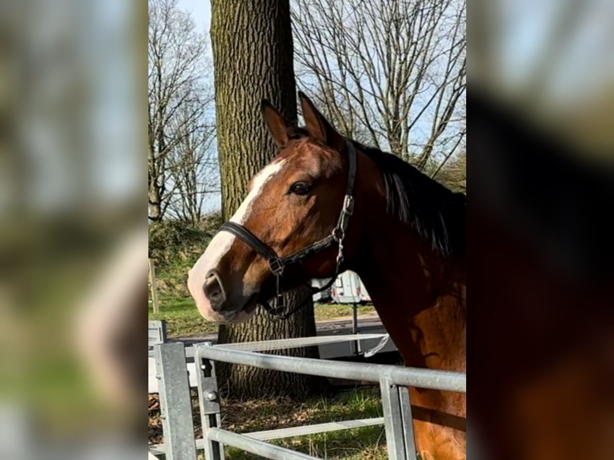 Sangue Caldo Pesante / Meso-brachimorfo Castrone 13 Anni 172 cm Baio in Düsseldorf