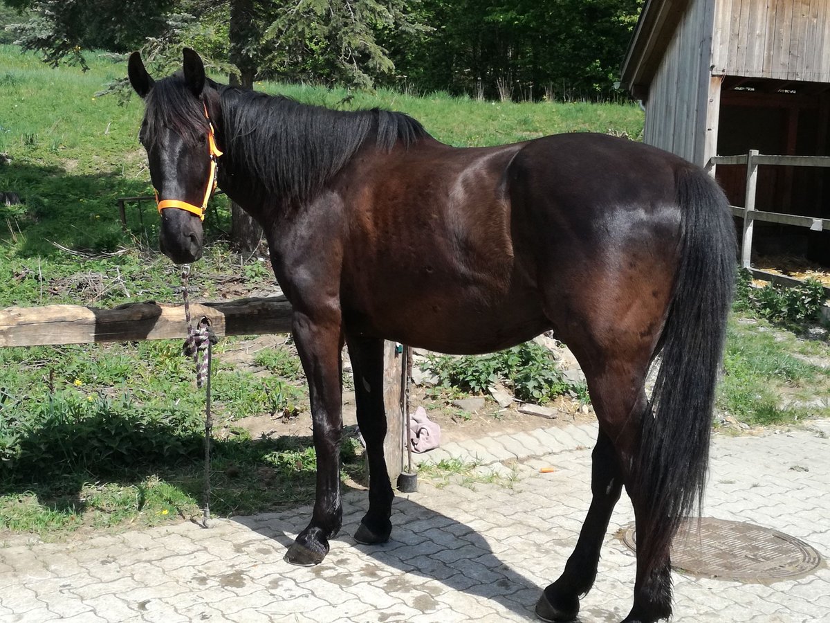 Sangue Caldo Pesante / Meso-brachimorfo Castrone 13 Anni 175 cm Baio nero in Lichtenau