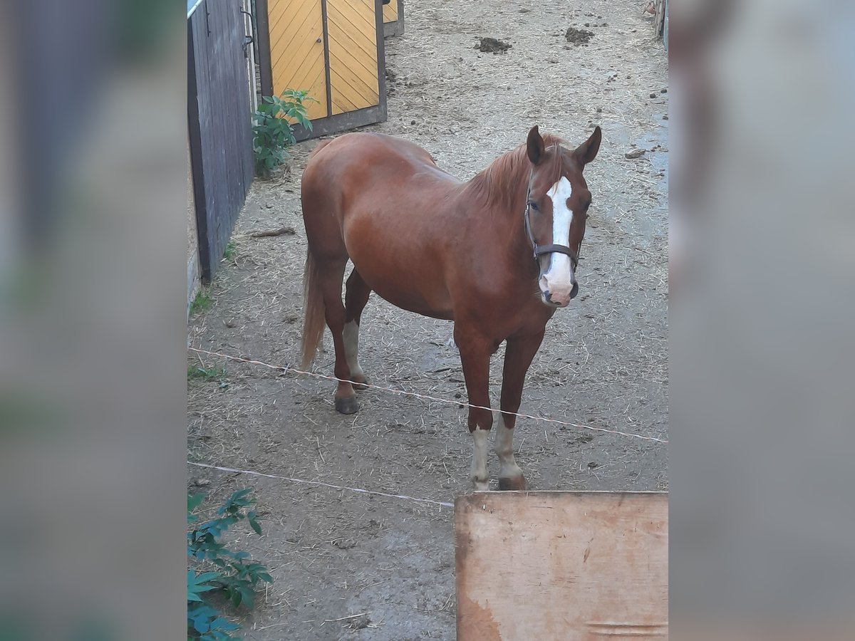 Sangue Caldo Pesante / Meso-brachimorfo Castrone 21 Anni 175 cm Sauro in Ostrau